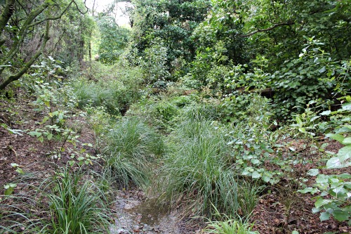 Restoration site - 19 Sept 2017