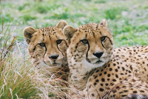 Charlie and Delta
