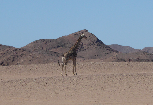 Giraffe in the dunes