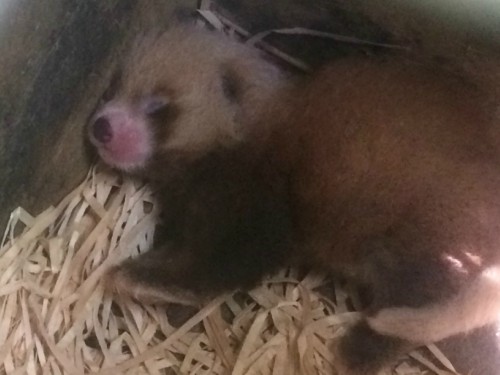 Red Panda cub at 4 days old