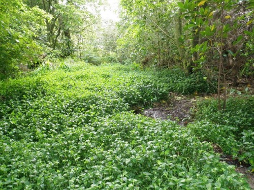 Restoration Site before pic