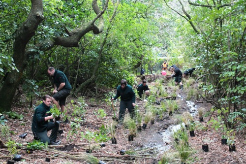 Restoration planting 2015