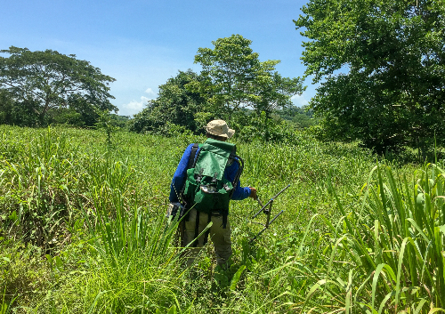 Searching for Tamarins