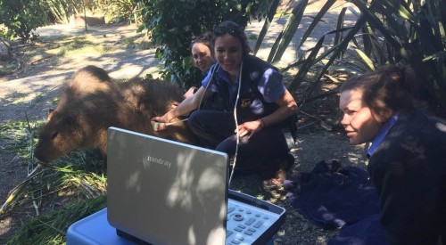 Iapa the Capybara receiving an ultrasound