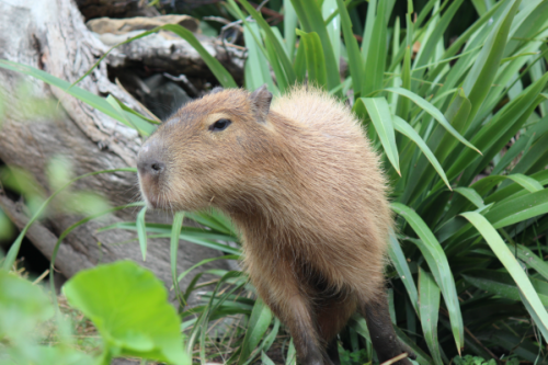 Pepe, the Zoo’s most eligible bachelor